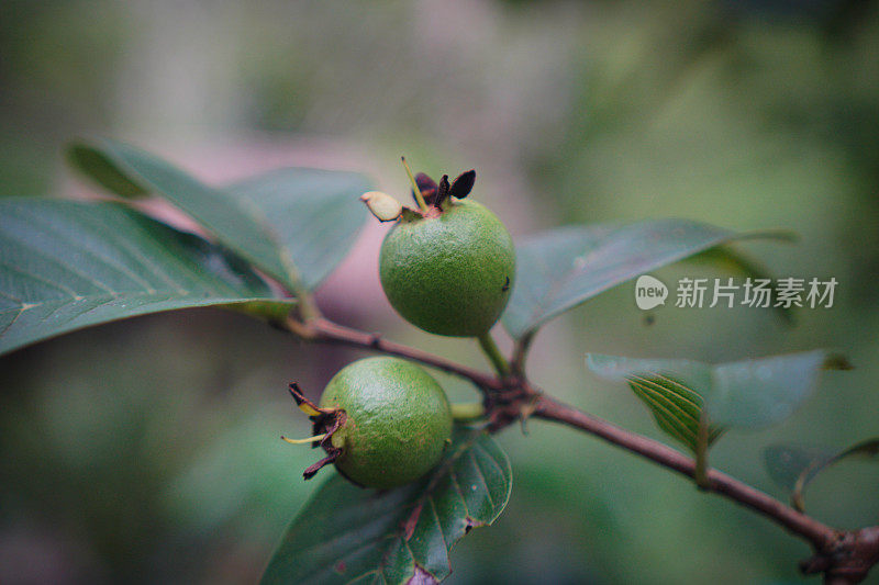 西迪姆和瓜贾瓦林恩 库存照片（立即编辑）